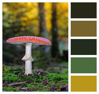 Mushroom Fly Agaric Toadstool Image